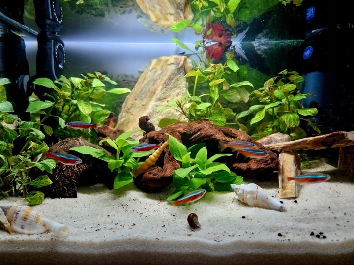 NATURALNY KORZEŃ DO AKWARIUM DESERT ROZMIAR M 20CM