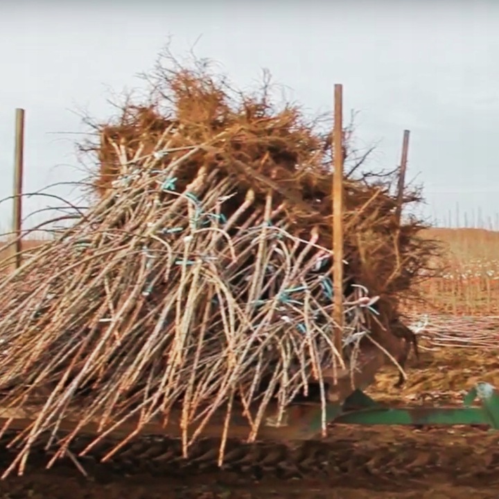 CZEREŚNIA KORDIA Ceniona za bardzo duże owoce o czarnym kolorze, max