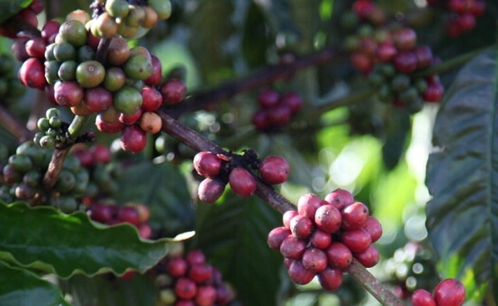 Nescafe Dolce Gusto Flat White kawa 16 kapsułek