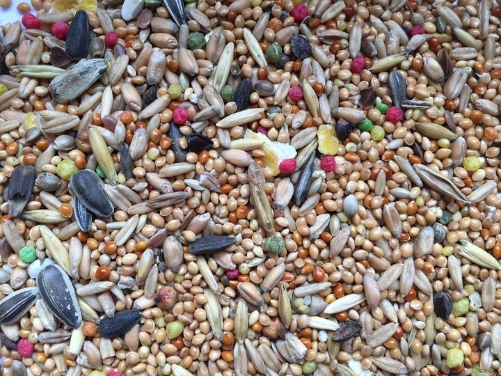 Karma Jedzenie Pokarm Z Słonecznikiem Dla Ptaków Papug Średnich Nimfa