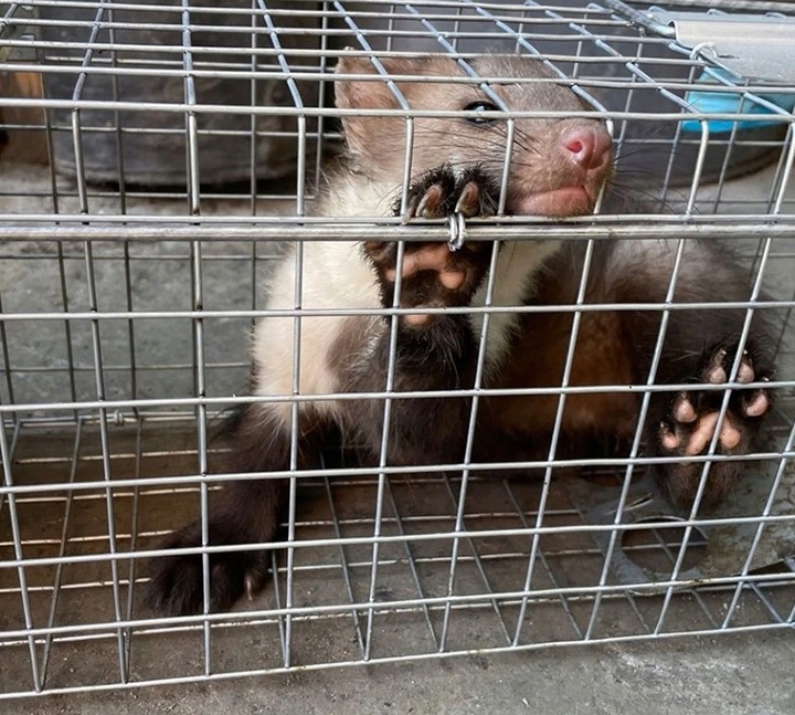 DUŻA PUŁAPKA NA KUNY SZCZURY LISY WYDRY ŁASICE ŻYWOŁAPKA ŁAPKA