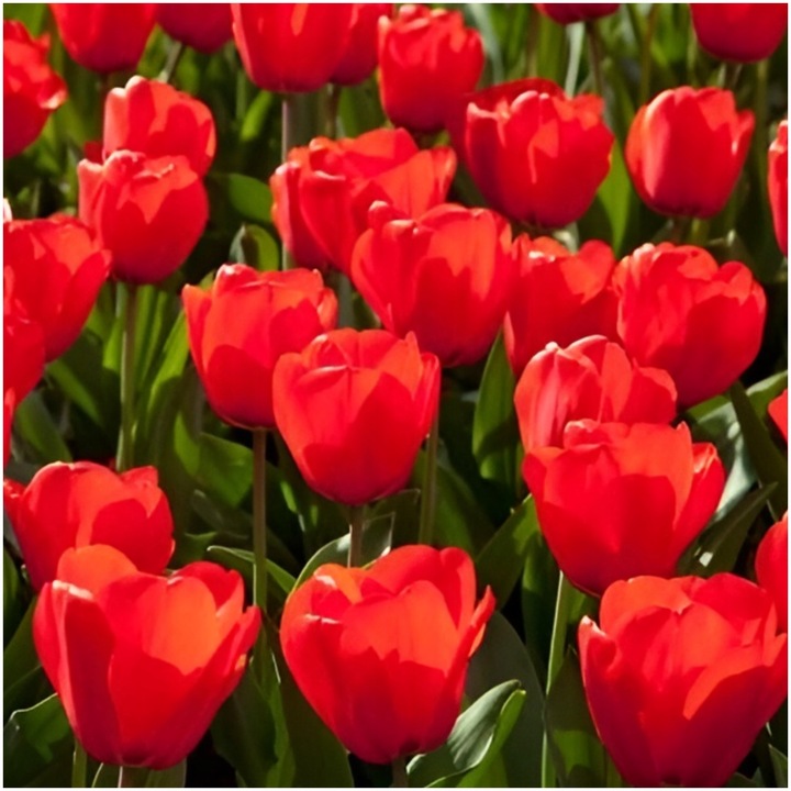 TULIPAN CZERWONY cebulki 50 szt. + GRATIS