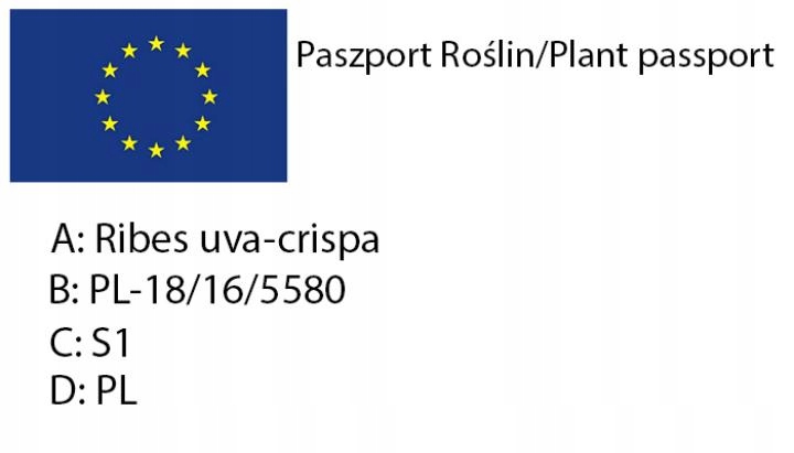 AGREST TRIUMF NA PNIU CZERWONY PLENNY wyjątkowo soczyste i zdrowe