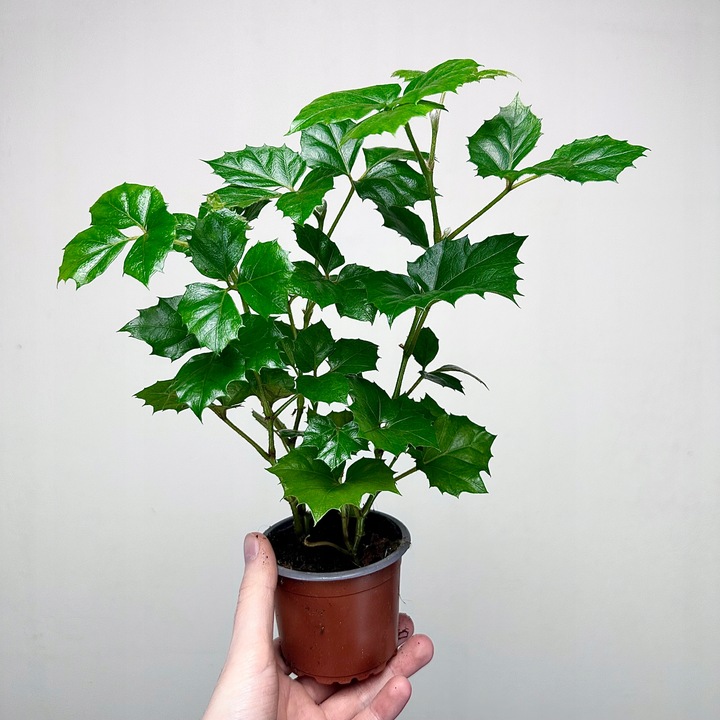 CISSUS ROMBOLISTNY don.9cm
