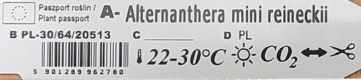 Alternanthera Reineckii Mini Rośliny do akwarium