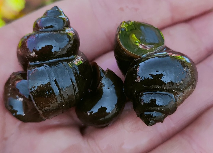 5 x Ślimak do oczka Żyworodka pospolita Filtruje