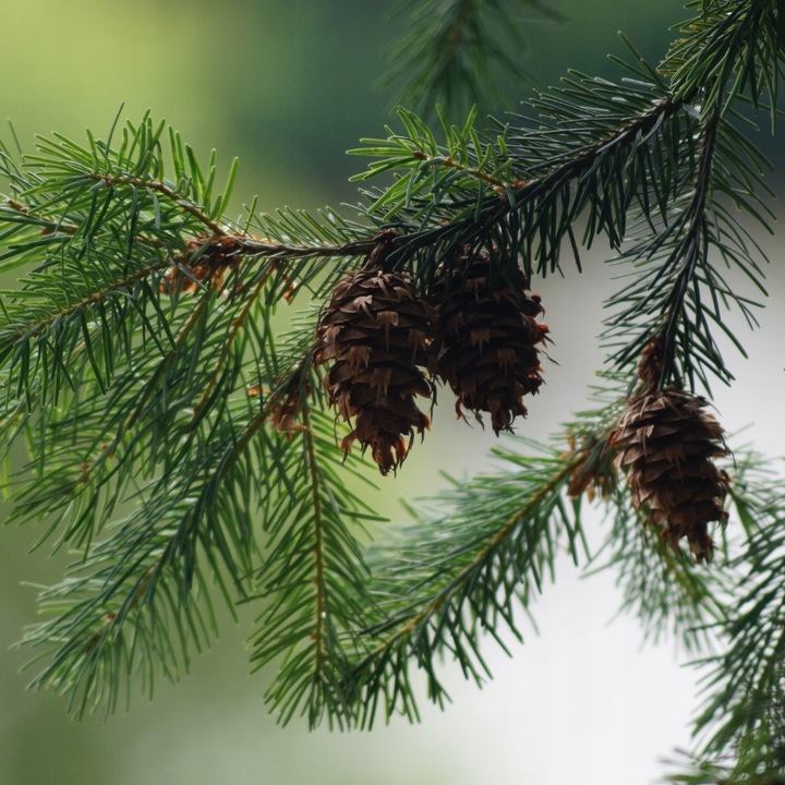 BIOPALIWO DO BIOKOMINKA AROMAT LEŚNY ATEST PZH 5L bez dymu i sadzy