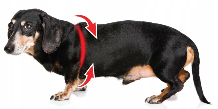 Szelki dla psa + Smycz BEZUCISKOWE czarne rozm XL Labrador Golden Owczarek