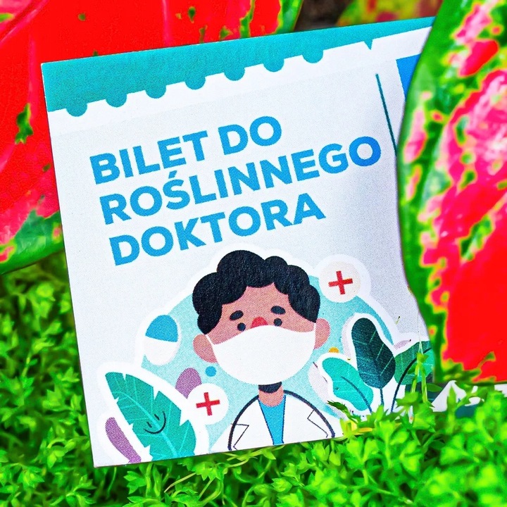 Musa acuminata Bananowiec - EGZOTYCZNY BANAN W DOMU - Duże Liście