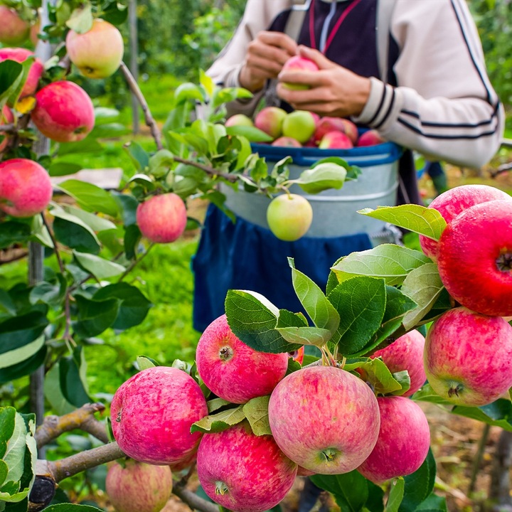 SADZONKI DRZEWKA OWOCOWE JABŁOŃ PIROS SOCZYSTA Z NUTĄ TRUSKAWEK