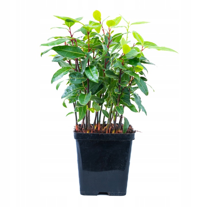 Laurus Nobilis WŁASNY LIŚĆ LAUROWY - Wawrzyn Szlachetny - Drzewko Do