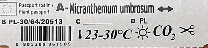 Micranthemum Umbrosum XXL Rośliny do akwarium | Łatwa