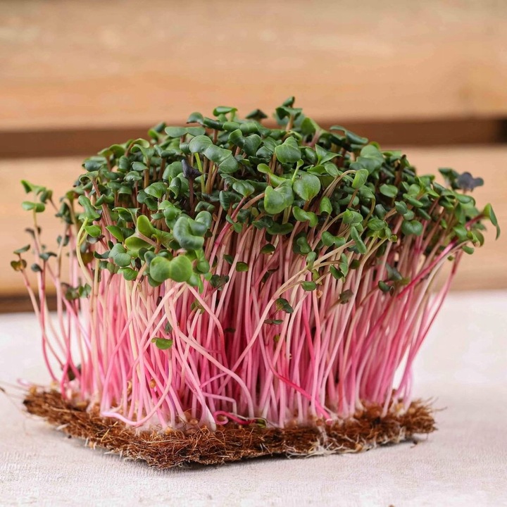 TORAF MICROGREENS MŁODE LISTKI ZESTAW 4 ROŚLIN MAT BOMBA WITAMINOWA NASIONA