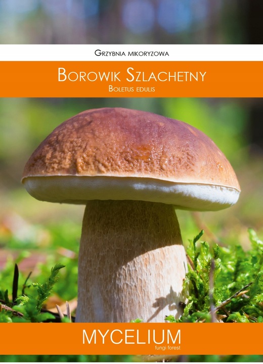 BOROWIK SZLACHETNY grzybnia mikoryzowa