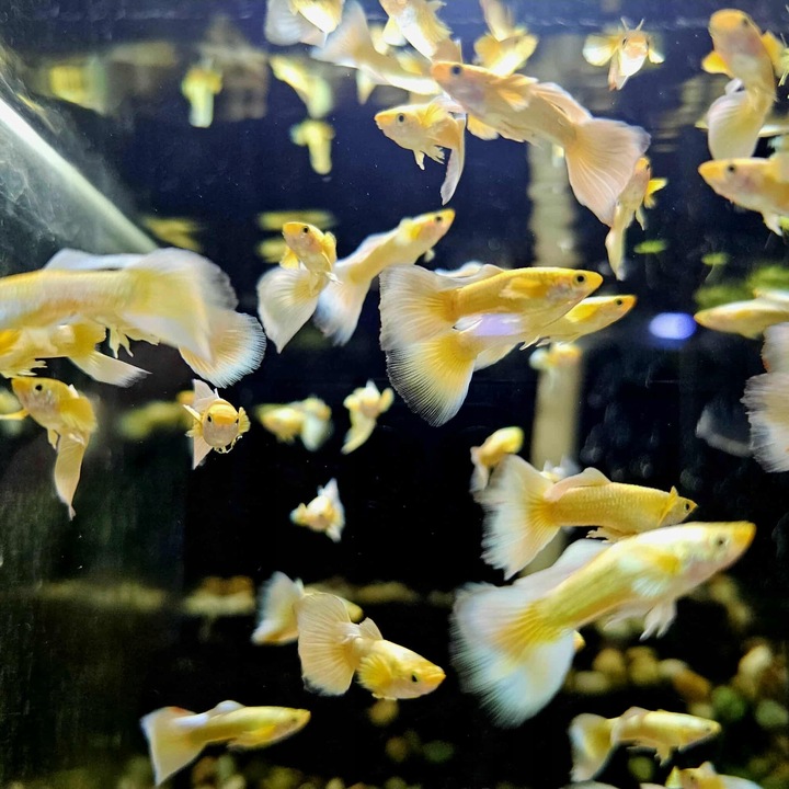 Gupik Mix samce i samice PAKIET 10 szt