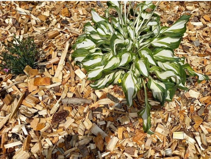 ZRĘBKA DRZEWNA LIŚCIASTA DĘBOWA NATURALNE PODŁOŻE DO OGRODU 60L 10 KG