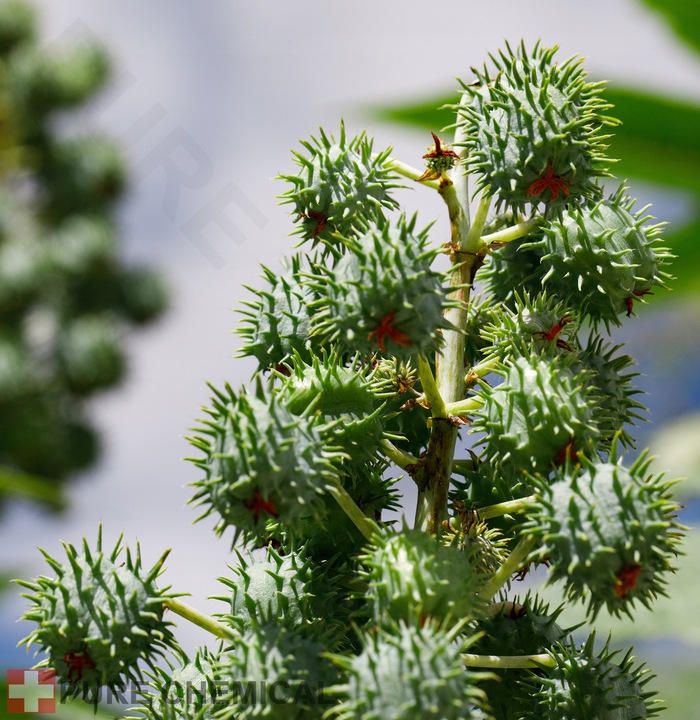 OLEJ RYCYNOWY NIERAFINOWANY TŁOCZONY NA ZIMNO NATURALN Z INDII 1L