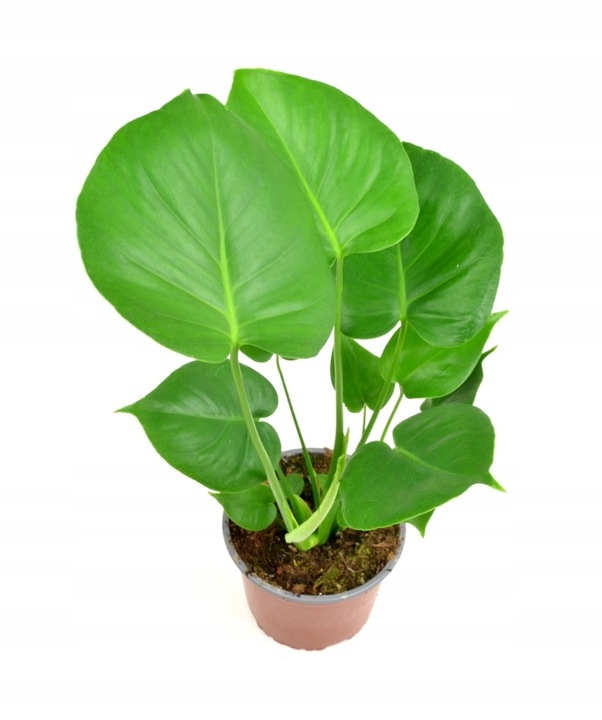 Monstera Deliciosa, Piękna , DUŻA ~ 50 cm