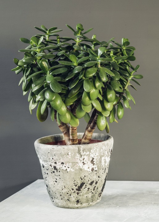 CRASSULA OVATA grubosz jajowaty drzewko szczęścia sukulent rozmiar L