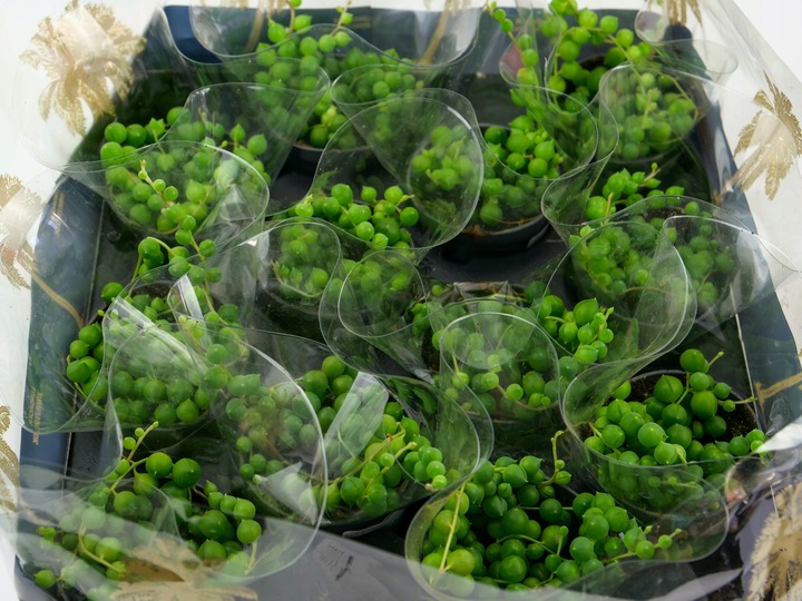 SENECIO rowleyanus STARZEC ROWLEYA D6cm ZIELONE KORALIKI NA SZNURECZKU