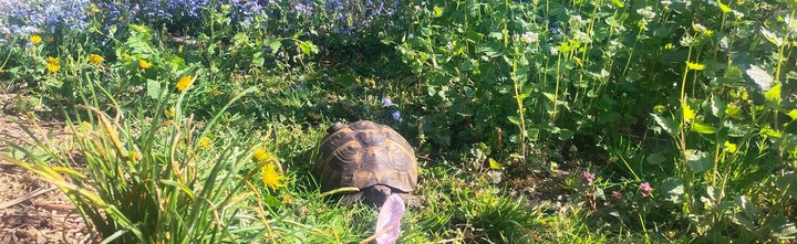 Podłoże dla żółwia stepowego greckiego lądowego Testudo Soil Original 25 L