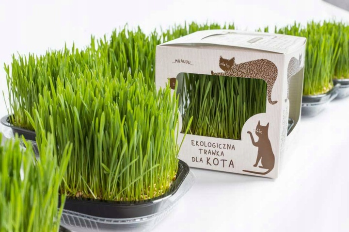 2x EKO Trawka Dla Kota Trawa Odkłaczająca Przysmak EKOLOGICZNA WYROŚNIĘTA