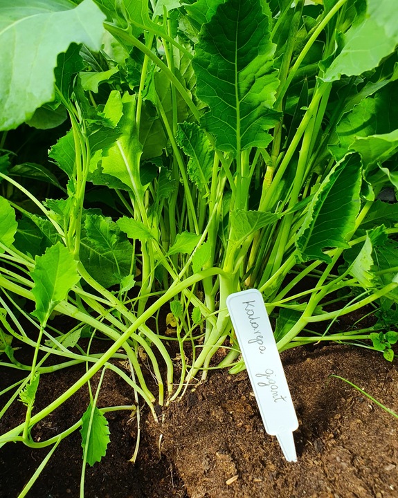 Tabliczki etykiety do opisu roślin biały 20 x 147 mm 100 szt. PL PRODUCENT