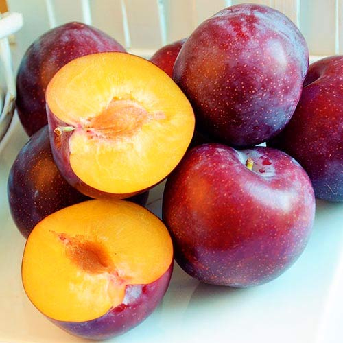 Śliwa RENKLODA ALTHANA /znana i niezwykle UWIELBIANA śliwka, dorodne