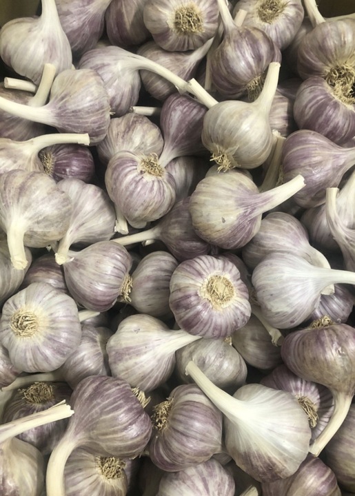 CZOSNEK ZIMOWY HARNAŚ 5,5CM – DUŻE ZĄBKI POLSKA JAKOŚĆ MOCNY PLON