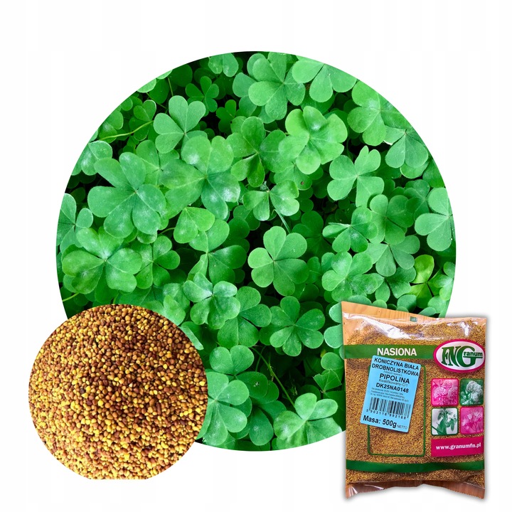 MIKROKONICZYNA NASIONA KONICZYNA DROBNOLISTNA BIAŁA 500G GĘSTA dekoracyjna