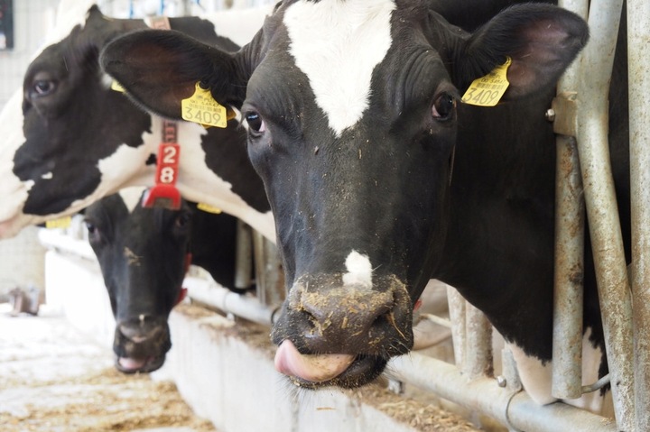 Lizawka solna dla bydła z selenem K+S EXTRA 10 kg