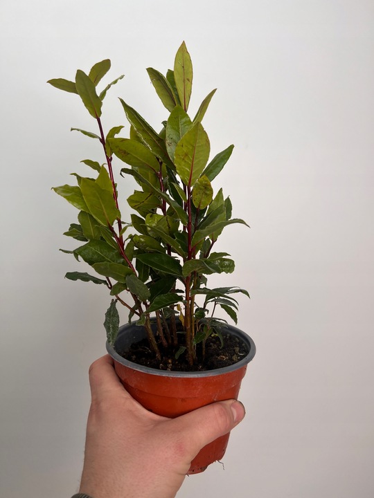 Liść laurowy przyprawa do kuchnii dodatek do zup