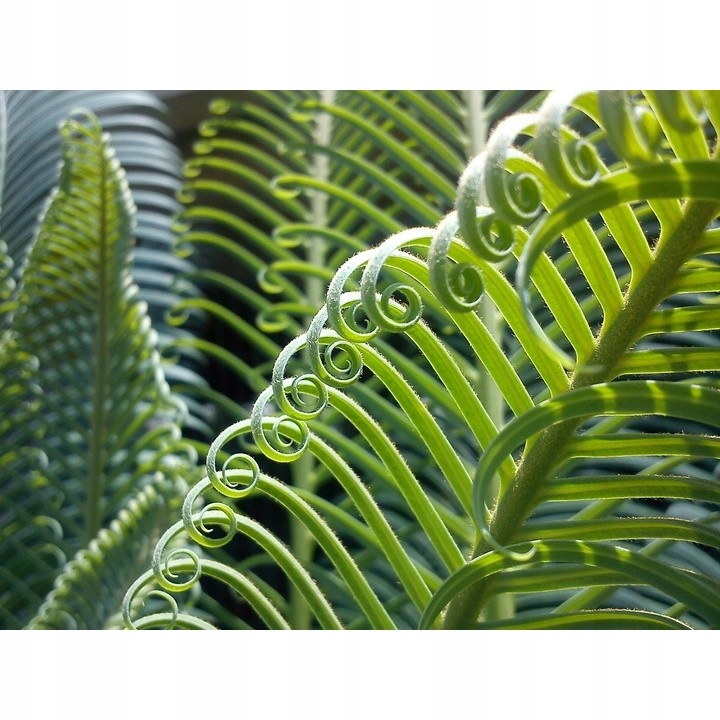 PODŁOŻE DO KWIATÓW ROŚLIN i PALM ZIEMIA UNIWERSALNA Z NAWOZEM COMPO