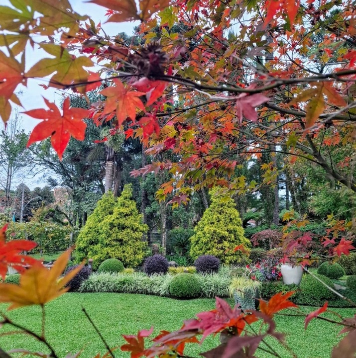 Klon Palmowy ATROPURPUREUM Sadzonka 1L