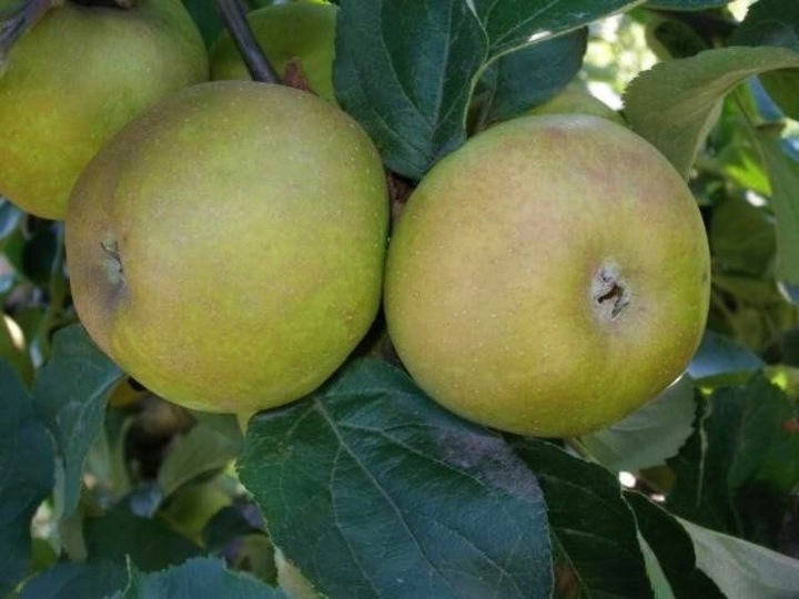Jabłoń SZARA RENETA stara odmiana WYŚMIENITA na szarlotkę i przetwory