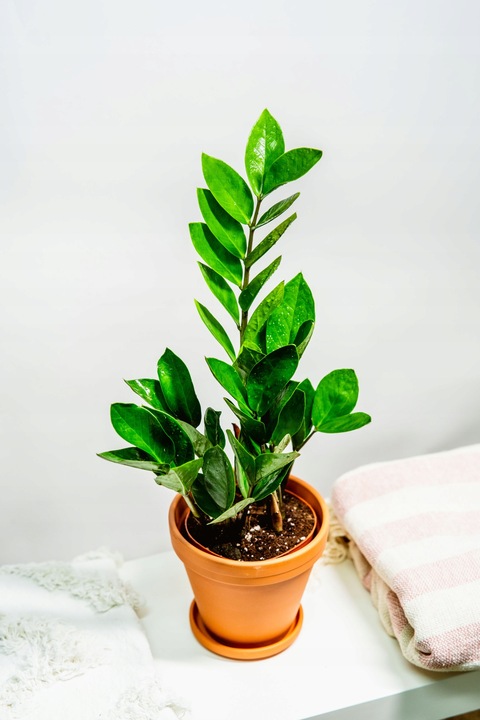 Zamiokulkas Zamiolistny ŻELAZNA ROŚLINA Zamia Ładna Duża Zdrowa