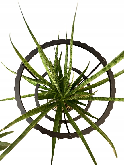 Podpórki do roślin kwiatów podpora pierścieniowa podpórka RINGS S33cm 16/18