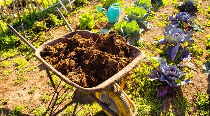OBORNIK Granulowany BYDLĘCY Nawóz Jesienny Wiosenny do Roślin Warzyw