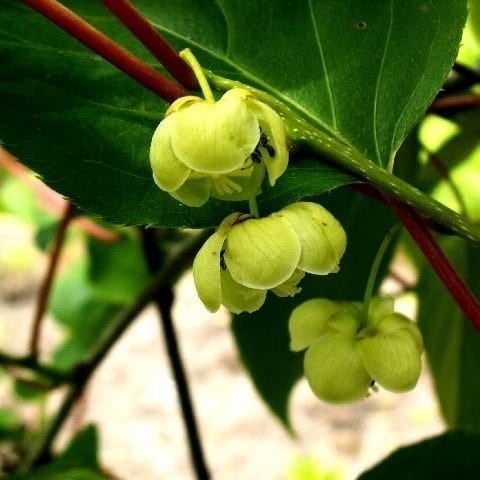 Aktinidia Issai ostrolistna mini kiwi, samopylna obupłciowa sadzonka