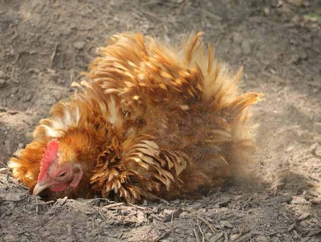 Diatomit, ziemia okrzemkowa prażona - sucha i wydajna, na owady, pył