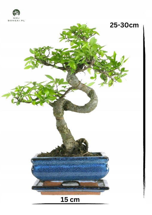 Drzewko Bonsai Wiąz Chiński 25–30 cm – Ulmus parvifolia P15 S