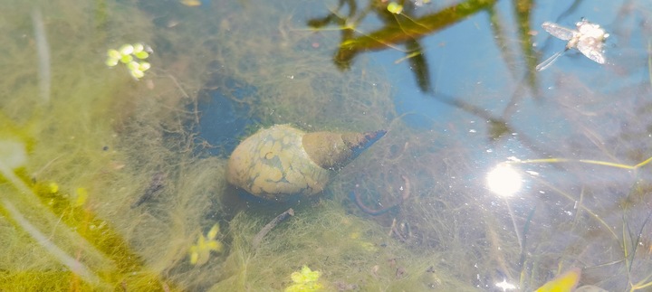 5 x Ślimak Błotniarka Stawowa Filtruje i oczyszcza Na Glony