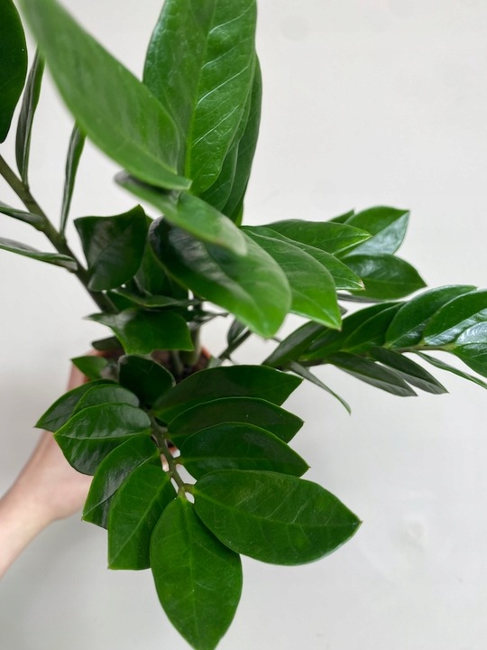 Zamiokulkas prosta w uprawie Zamikulkas 30cm