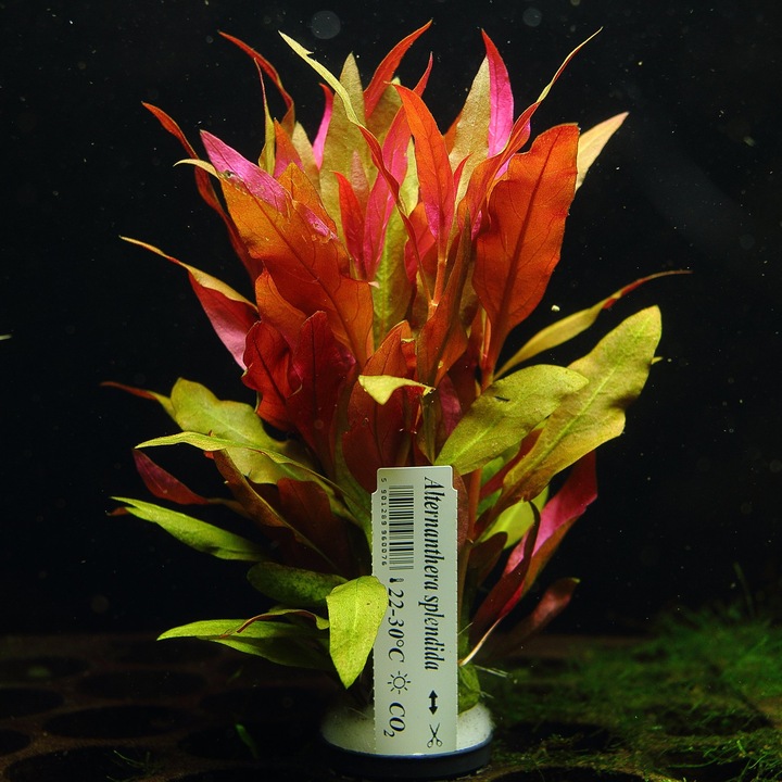 Alternanthera Splendida XXL Rośliny do akwarium