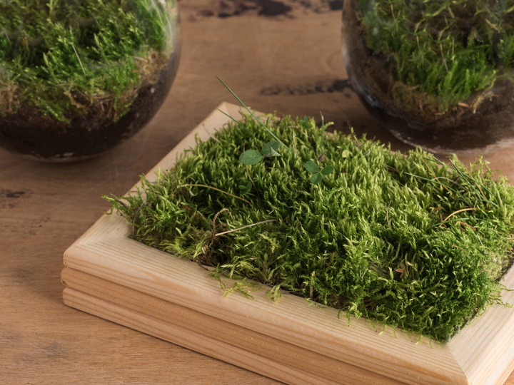 Mech CHROBOTEK RENIFEROWY fiński 500g ŚCIÓŁKA jasno zielony