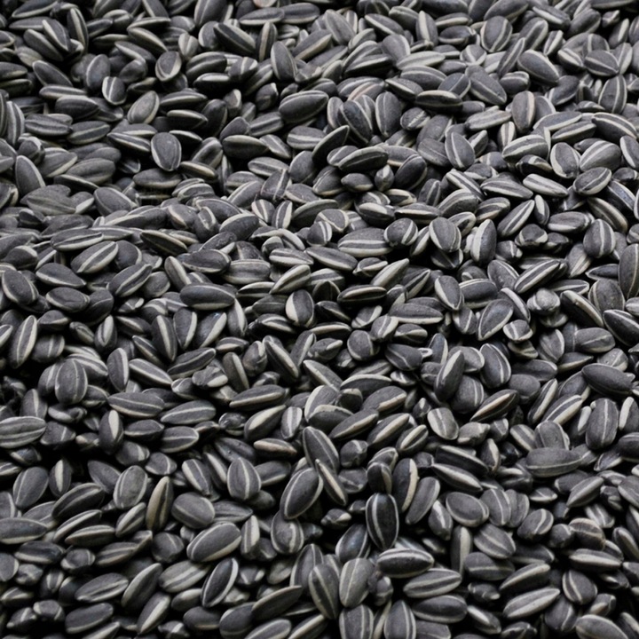 20kg Słonecznik Czarny nie Łuskany Ziarno na Zimę Karmnik dla Ptaków Champi