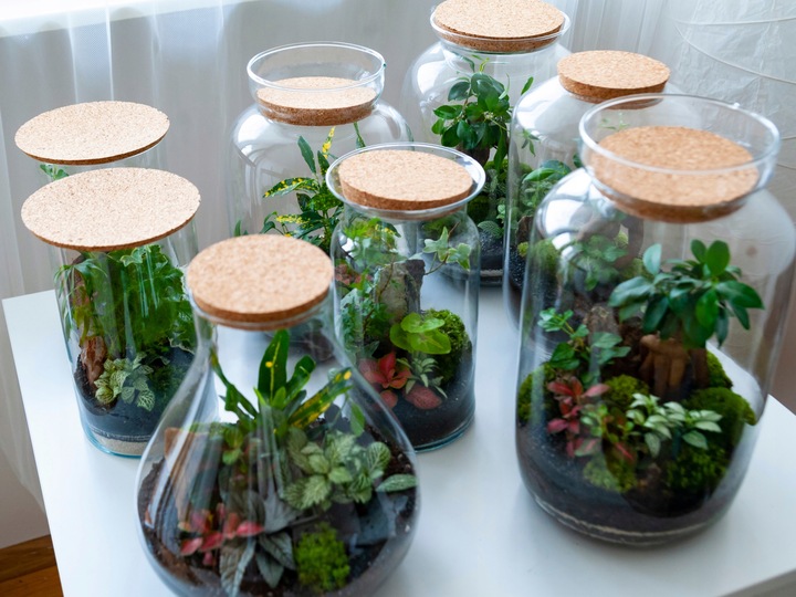 Mech CHROBOTEK RENIFEROWY fiński 500g ŚCIÓŁKA jasno zielony