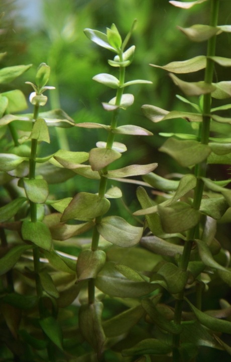 Zestaw roślin łatwych w uprawie 3 plany + GRATIS