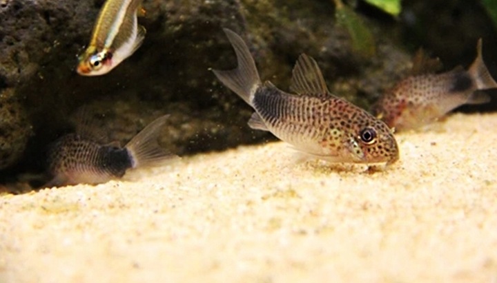 Czysty Piasek Kwarcowy do Akwarium 0,5-1,2 25KG