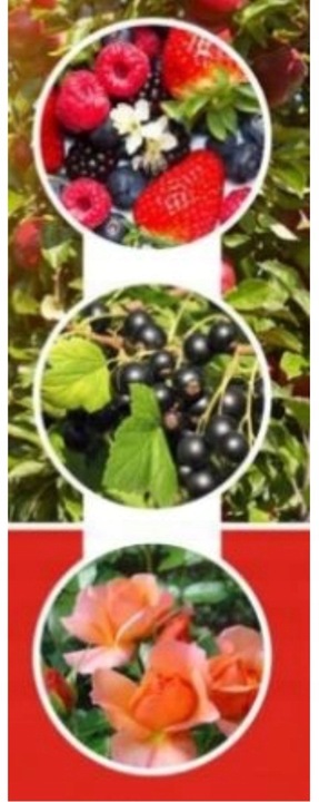 EMULPAR 250ml OWADY PRZĘDZIORKI MSZYCE MISECZNIK KLESZCZE SZKODNIKI